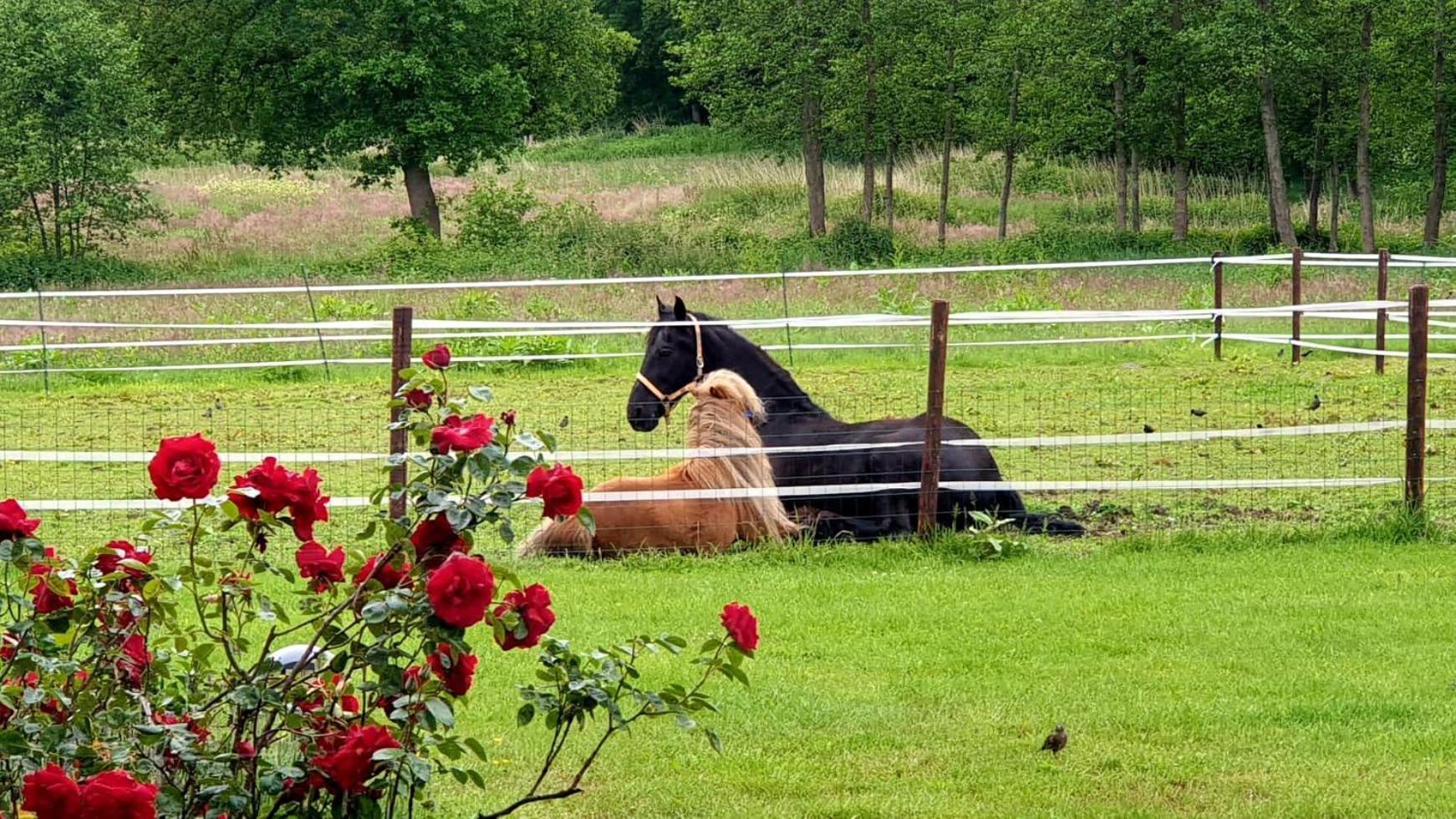 B&B Kuiper In Friesland Ureterp Eksteriør billede